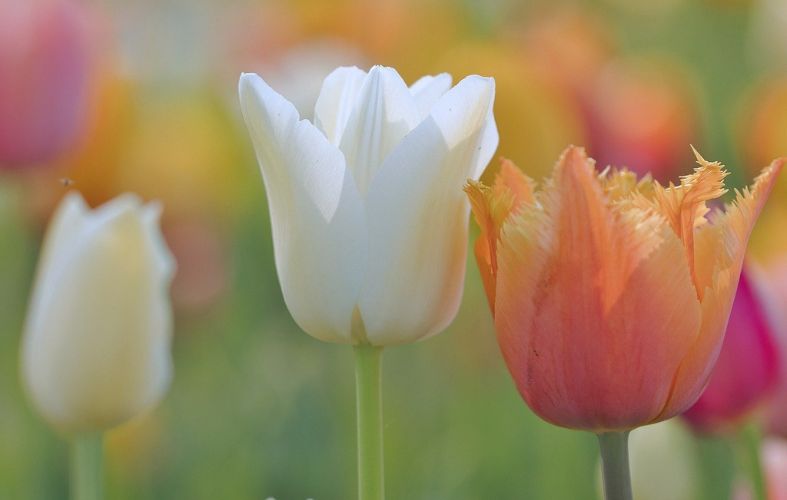 Indemnités et primes soumises ou non à cotisation CNSS